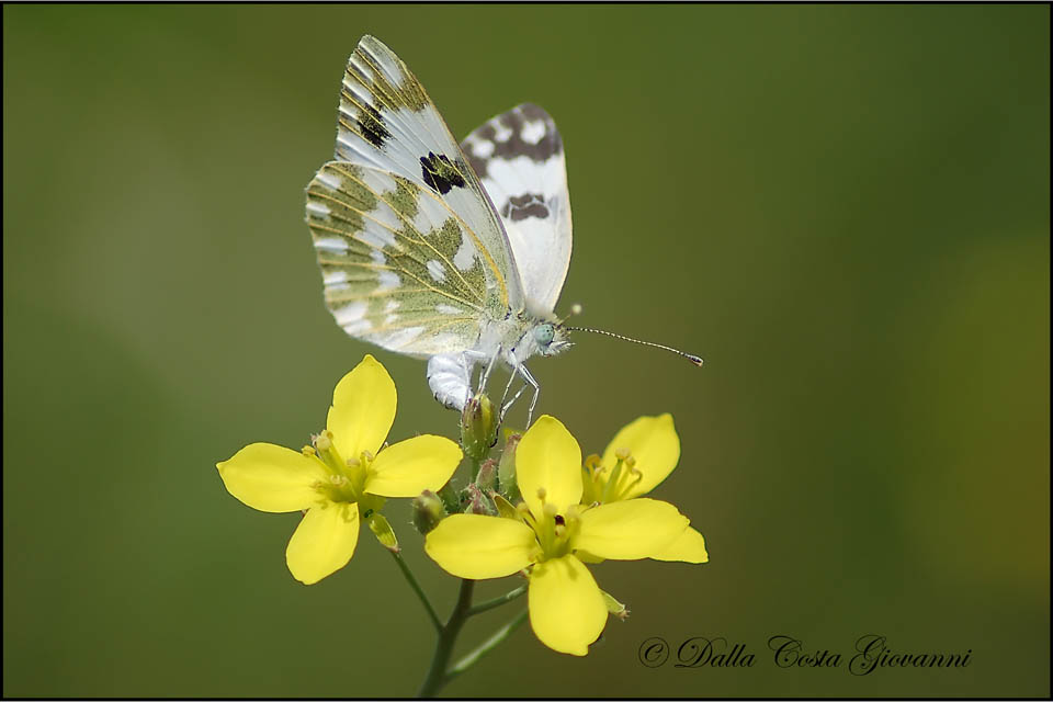 Pontia edusa in deposizione